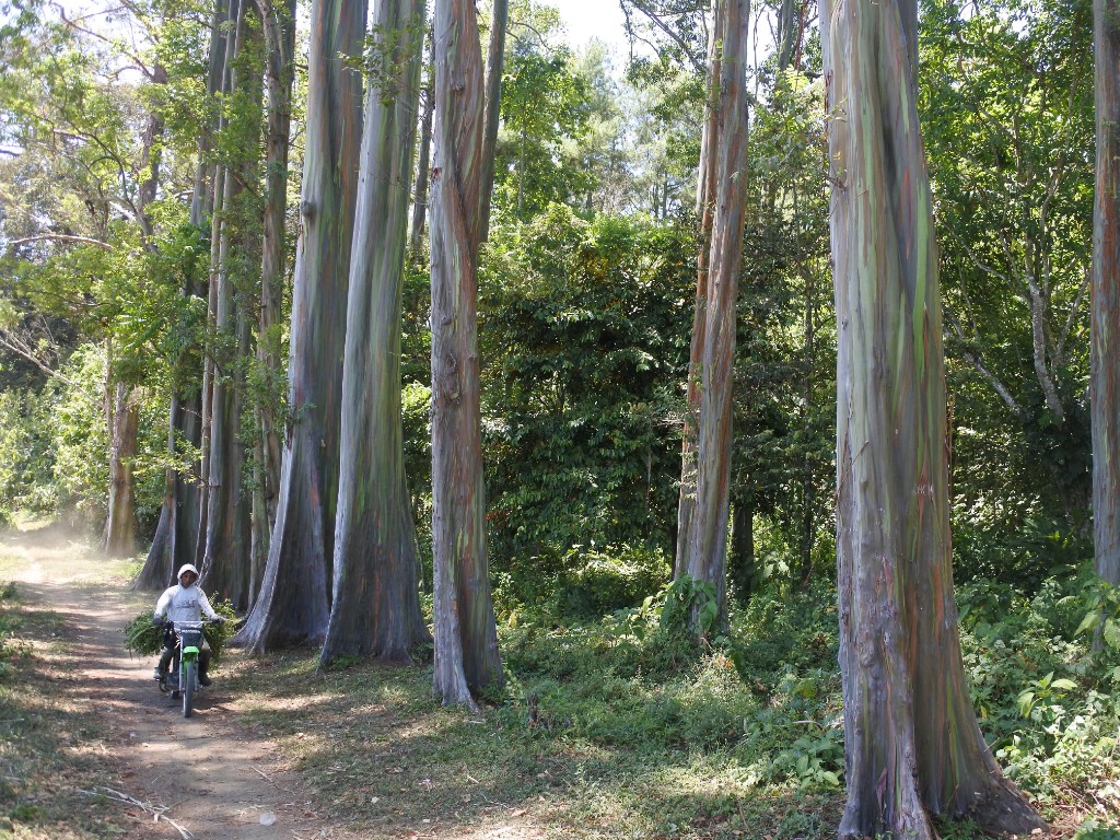 Hutan pohon warna-warni atau Eucalyptus deglupta di Kawasan Hutan Dengan Tujuan Khusus (KHDTK) Desa Sumberwringin, Kecamatan Sumberwringin, Bondowoso, Jawa Timur. Foto: Antara Foto/ Seno