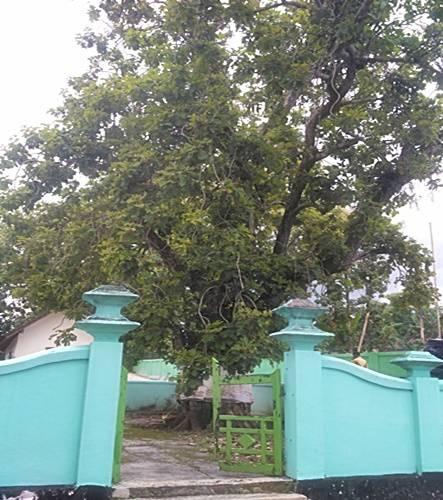 Pohon Jati Kluwih (Facebook: Tirto Tejo)