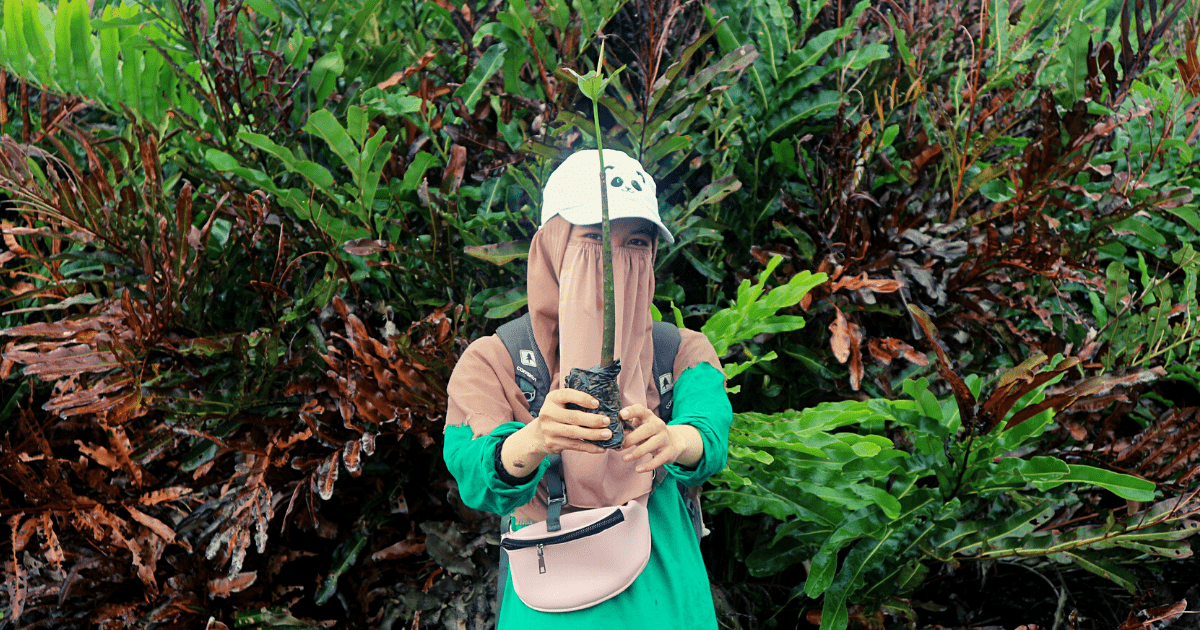 Foto bakau (Rhizophora mucronata) oleh relawan LindungiHutan