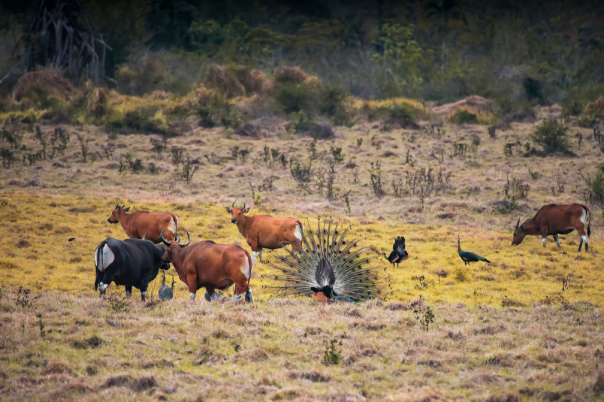 Taman Nasional Alas Purwo © Agus Sudharnoko Shutterstock