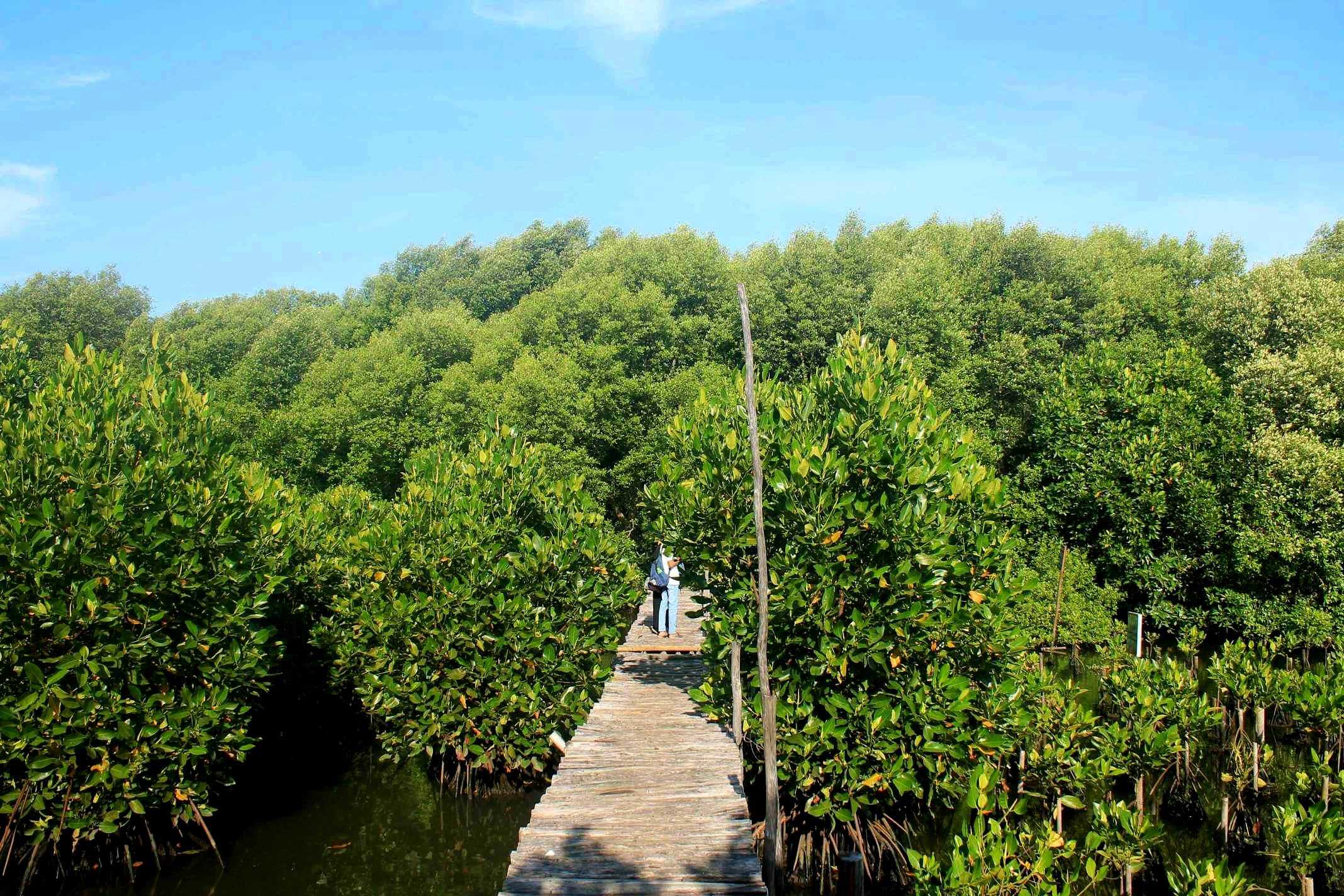 Potret lebatnya hutan mangrove | Foto: thetripcorner
