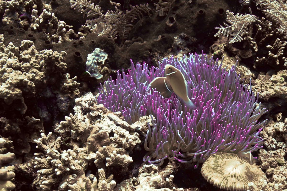 Ilustrasi keindahan bawah laut | Dok Kemenparekraf