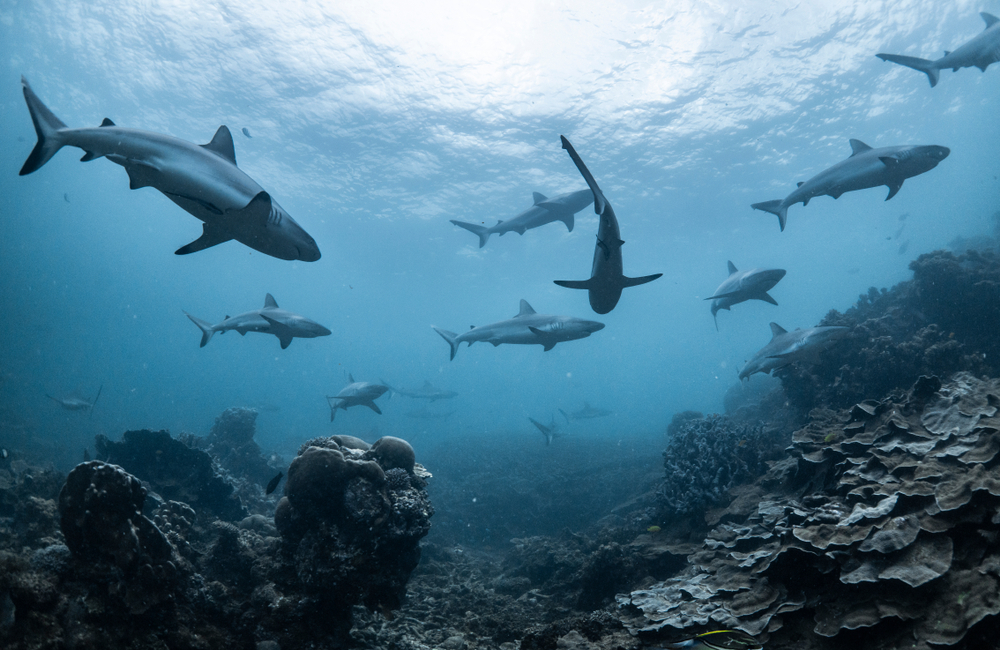 Kehidupan bawah laut | @Lewis Burnett Shutterstock