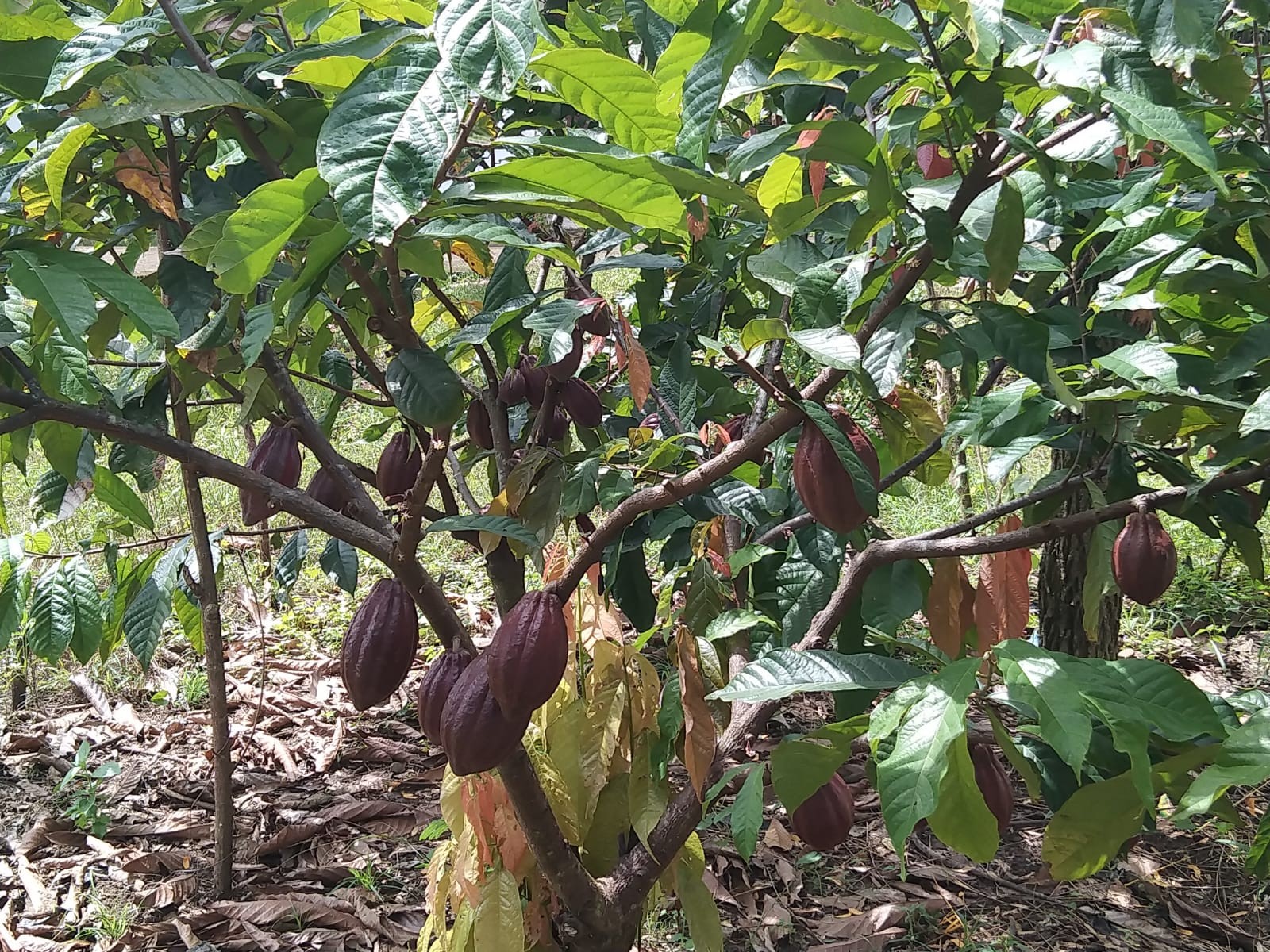 Pohon kakao