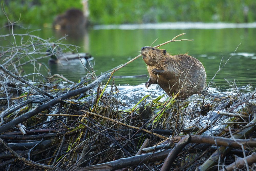 Biwara (beaver) yang memiliki kebiasaan membuat bendungan