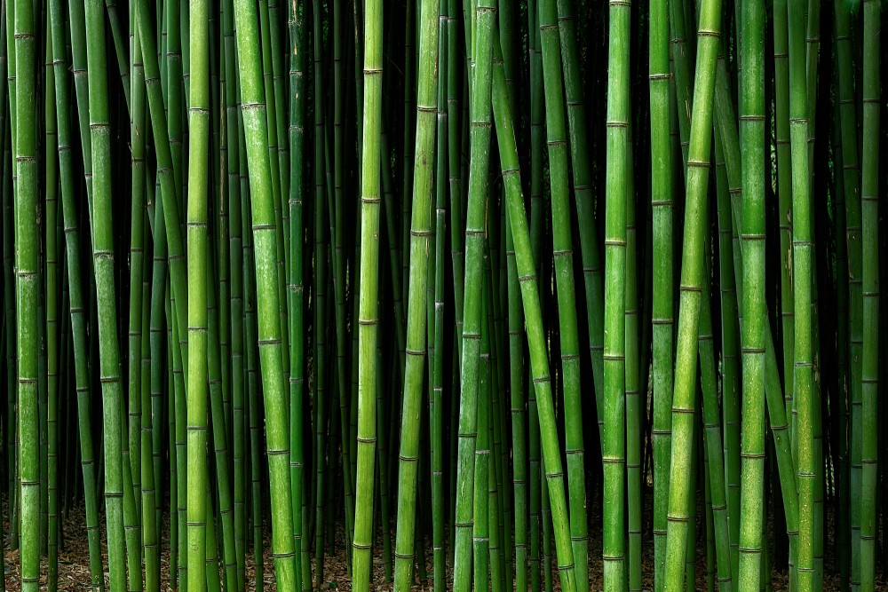 Bambu | @Mimadeo Shutterstock