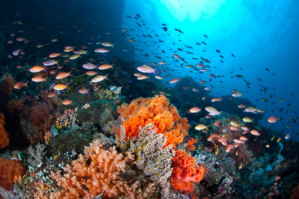  Pesona bawah laut Indonesia | @Ethan Daniels Shutterstock 