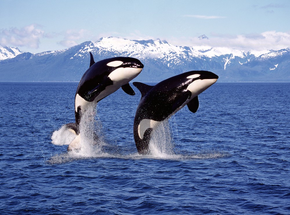 Paus orca | @slowmotiongli Shutterstock