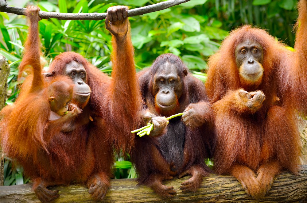  Orangutan | @ Tristan Tan Shutterstock 