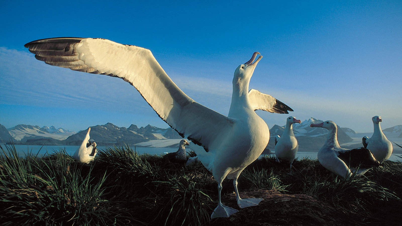 Albatros kelana | Oceanwide expedition
