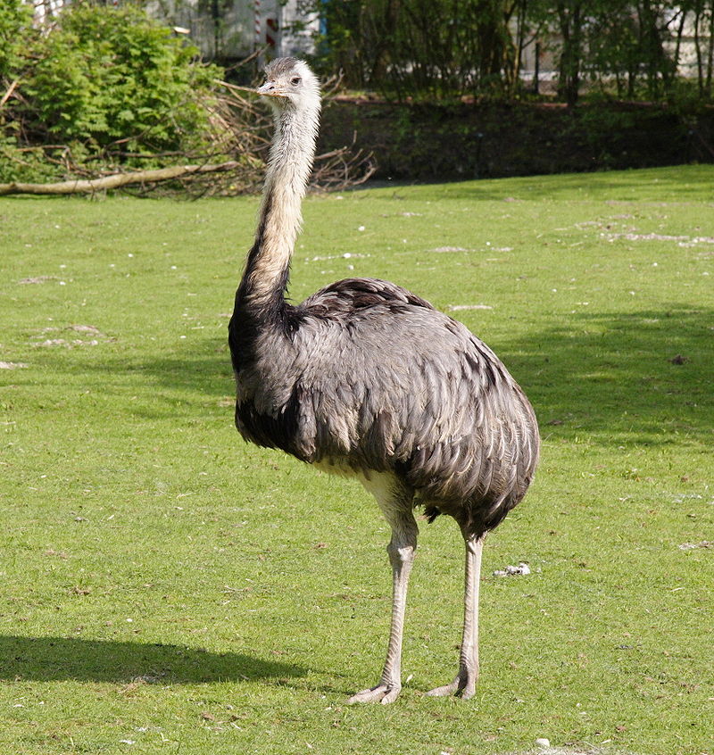 Burung Rhea | Wikimedia commons
