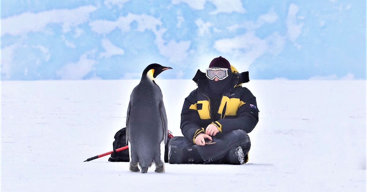 Penguin kaisar | Australia Antartic Program