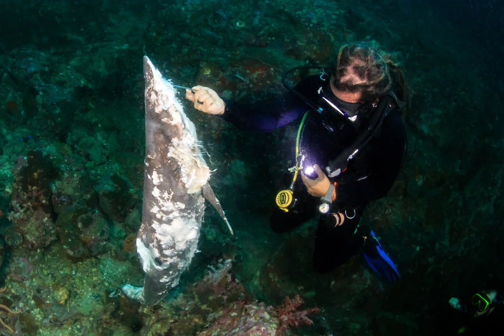 Penyelam temukan hiu mati akibat bom ikan | @Richard Whitcombe Shutterstock
