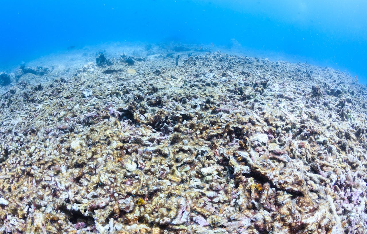 Kematian terumbu karang akibat destructive fishing | @Richard Whitcombe Shutterstock