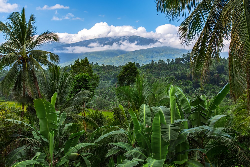  Hutan hujan tropis : @oOhyperblaster Shutterstock 