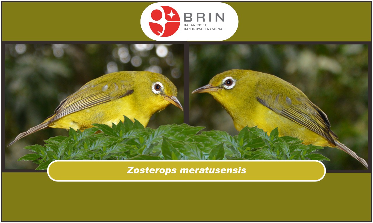 Zosterops meratusensis | Dok. BRIN