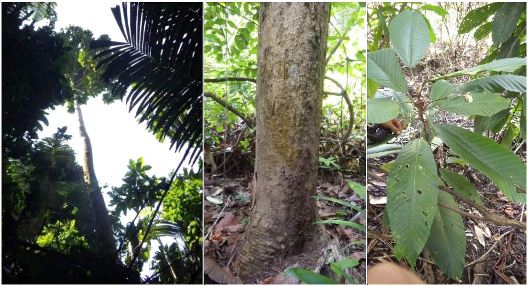 Dipterocarpus littoralis | Arief Hamidi/FPLI via Mongabay Indonesia