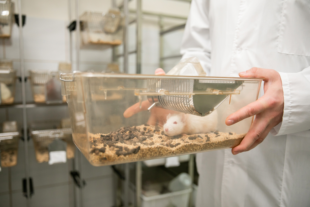  Tikus sebagai hewan percobaan | @eduarddil Shutterstock 
