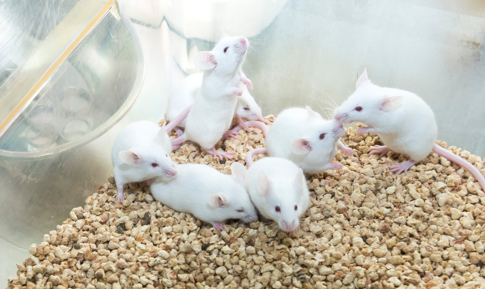Tikus sebagai hewan percobaan | @unoL Shutterstock