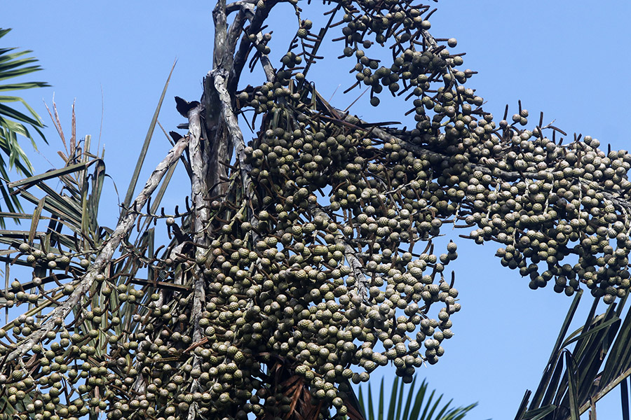 Buah rumbia dihasilkan dari pohon sagu. Foto: Junaidi Hanafiah