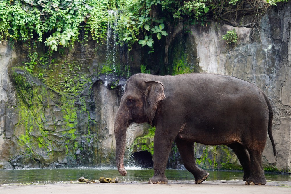 Gajah Sumatra | @Mohamad Arifianto Shutterstock