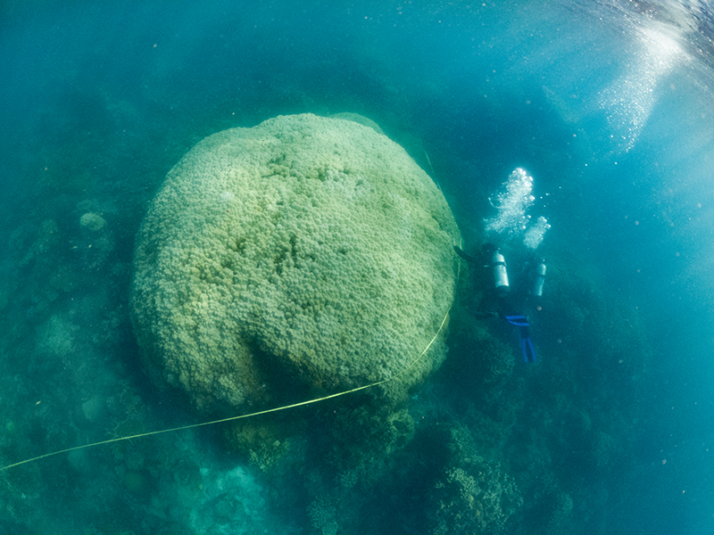 Pengukuran karang porites di Pulau Gelasa. Foto: Nopri Ismi/