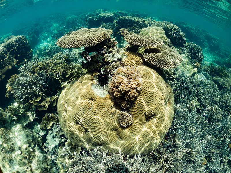 Karang massive menjadi wadah bagi jenis karang lainnya untuk tumbuh. Foto: Nopri Ismi