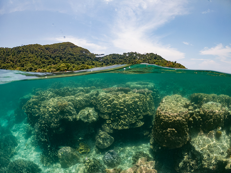 Hamparan karang massive di sekitar perairan Pulau Gelasa menyimpan potensi untuk penelitian. Foto: Nopri Ismi