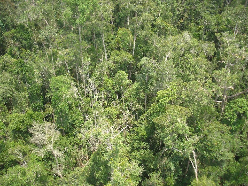 Hutan hujan tropis kalimantan (Sergiobaffoni /Wikimedia Commons)