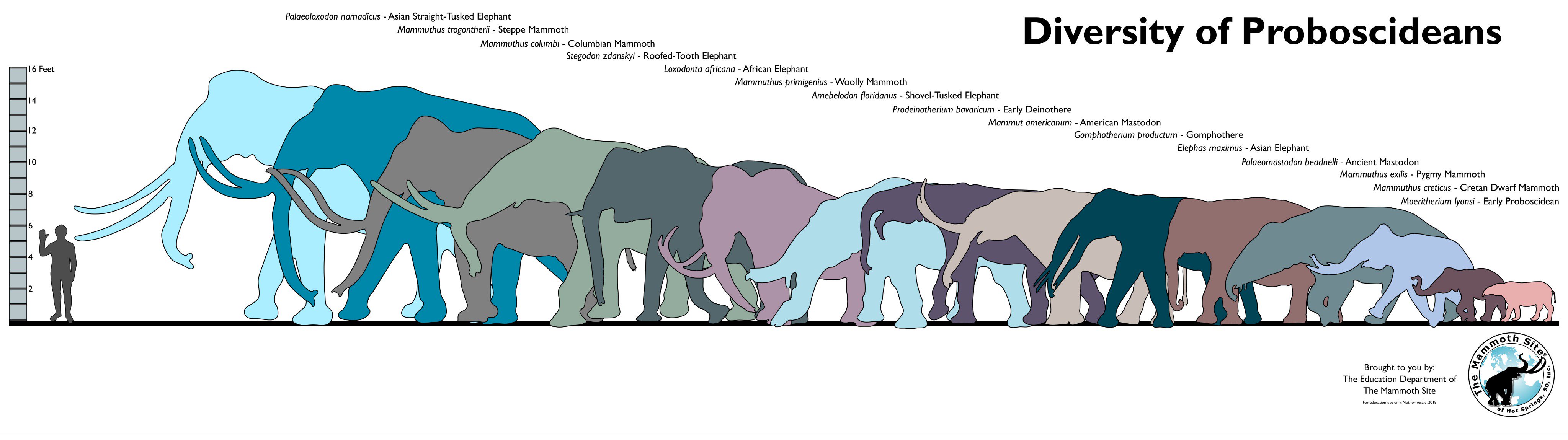 Klasifikasi mamalia bergading Proboscidea | Twitter @themammothside