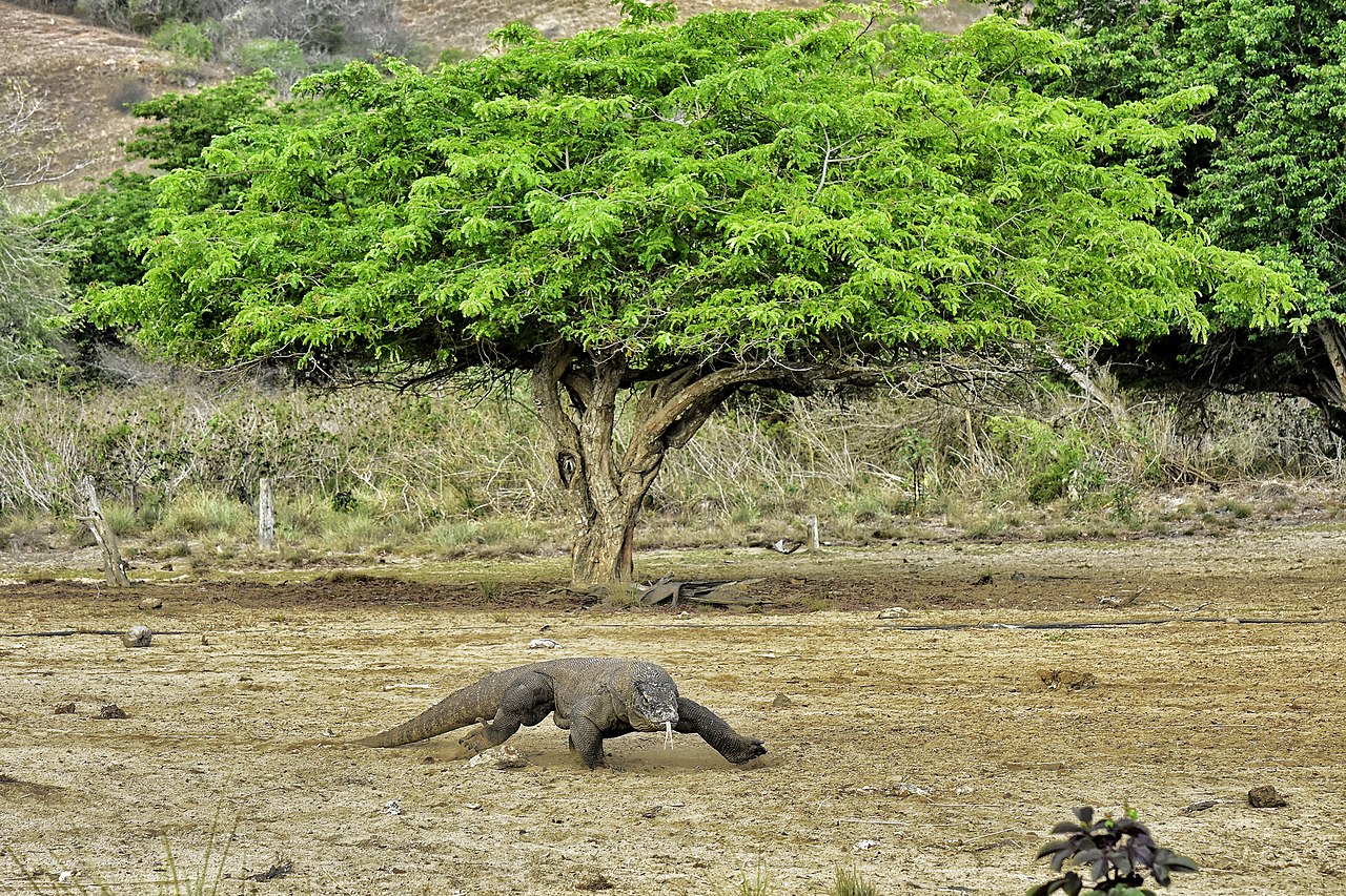  Taman Nasional Komodo | Wikimedia Commons 