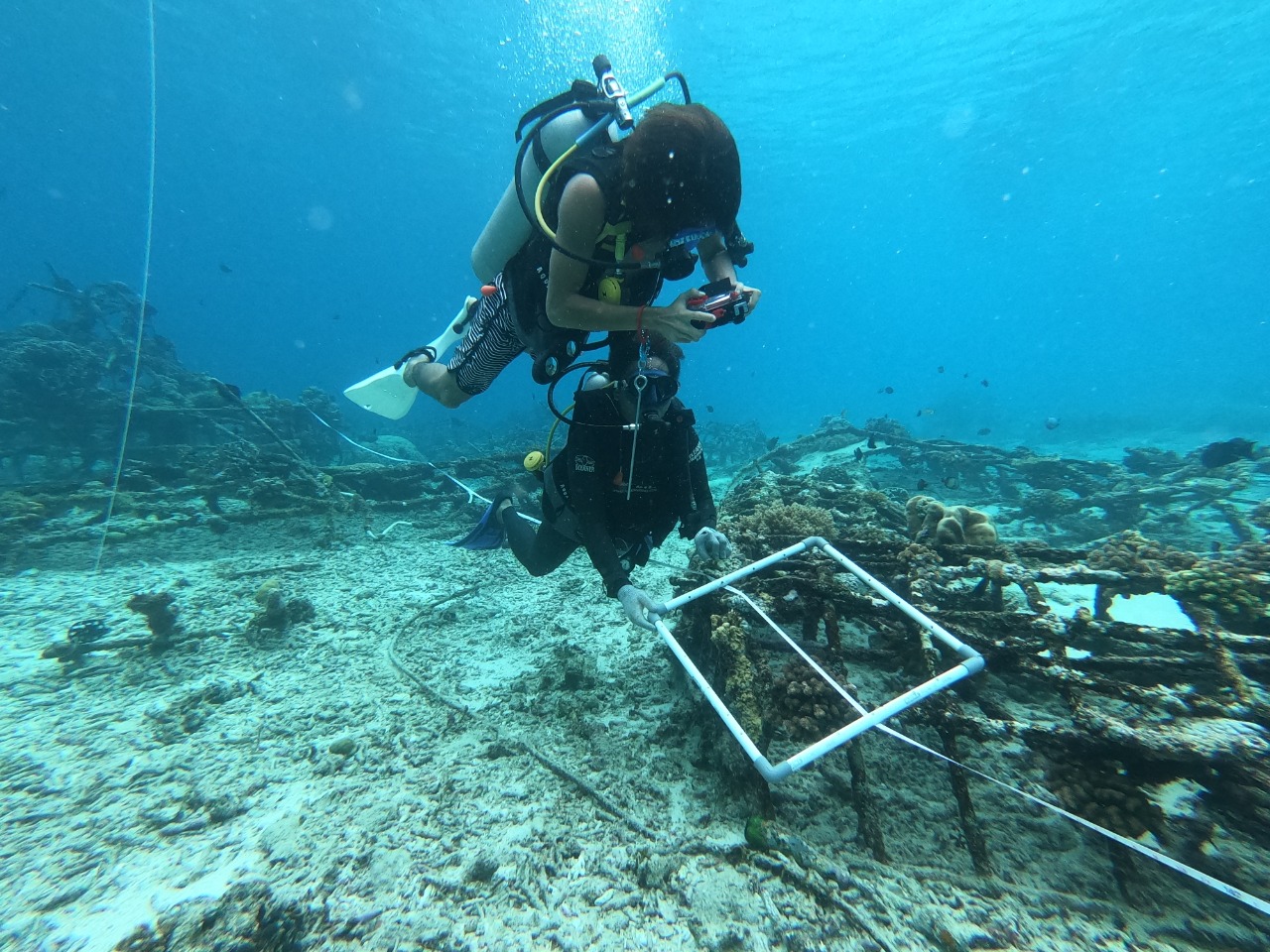 Praktik program pemulihan terumbu karang | icctf.or.id