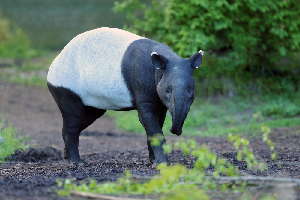 Tapir Asia | @Karel Bartik Shutterstock