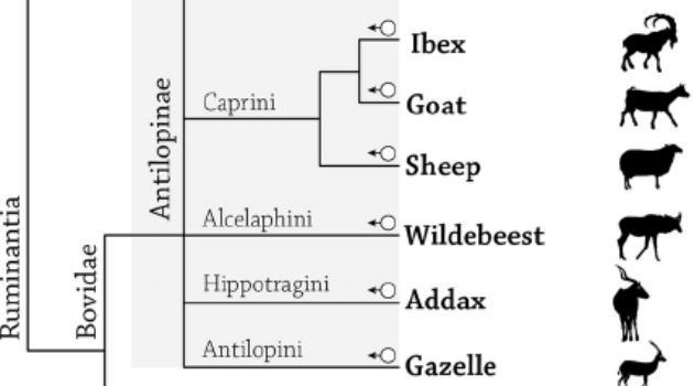 Taksonomi kambing dan domba (researchgate.net)