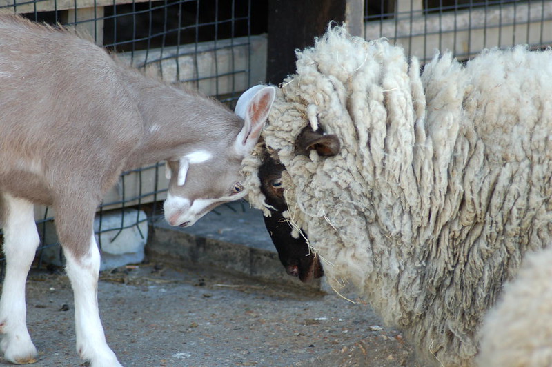 Kambing dan domba (Alex Lomas/Flickr)