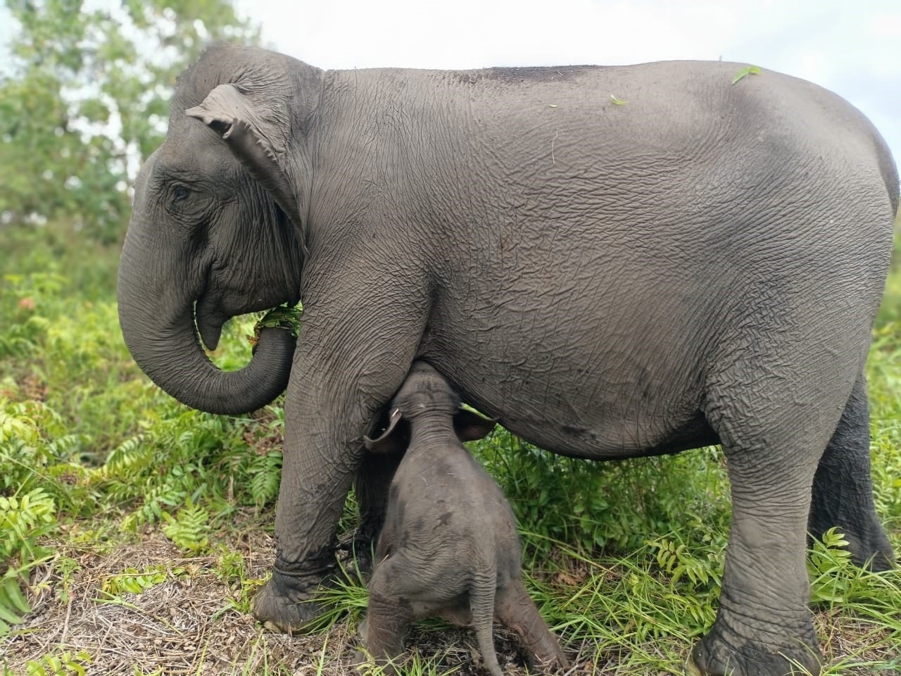 Gajah Sumatra | Facebook Kementerian Lingkungan Hidup dan Kehutanan