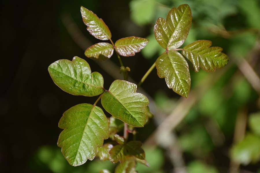Poison oak yang merupakan kerabat poison ivy. Foto: Unsplash/James Whitney