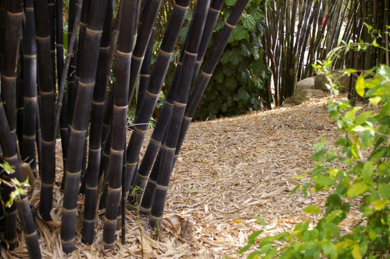 Bambu wulung | John Robert McPherson/Wikimedia Commons