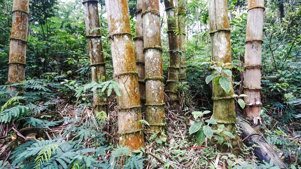 Bambu petung | Hanafisual/Shutterstock