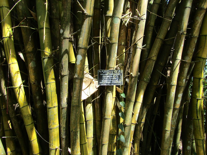 Bambu ampel | Leonora (Ellie) Enking/Flickr