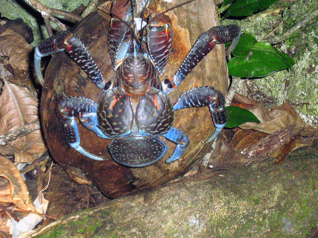 Kepiting kelapa (Birgus latro) dengan makanan utama kelapa. Orang Inggris menyebutnya robber crab karena menganggap kepiting itu mencuri kelapa untuk makanannya. Foto : wikimedia commons