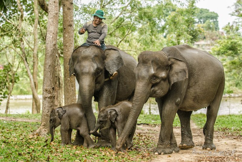 Gajah sumatra di Way Kambas | Bruce Levick/Flickr