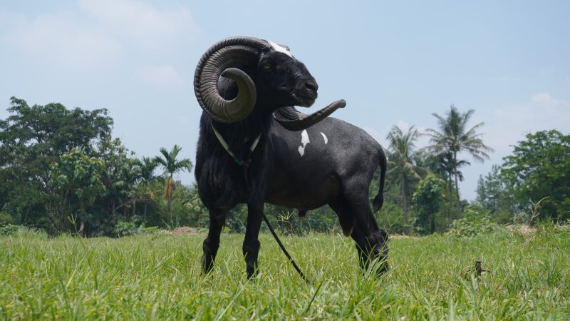 CaptAradea, domba garut termahal | Ahmad Andhika/JagadTani
