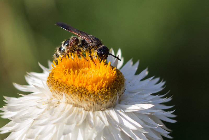Tanaman yang bergantung pada penyerbukan serangga | Daniela/flickr