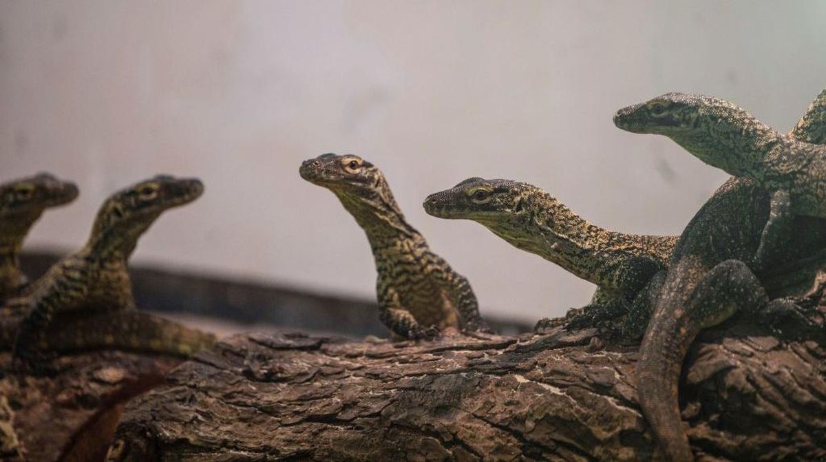 Puluhan anak Komodo baru saja menetas di Kebun Binatang Surabaya