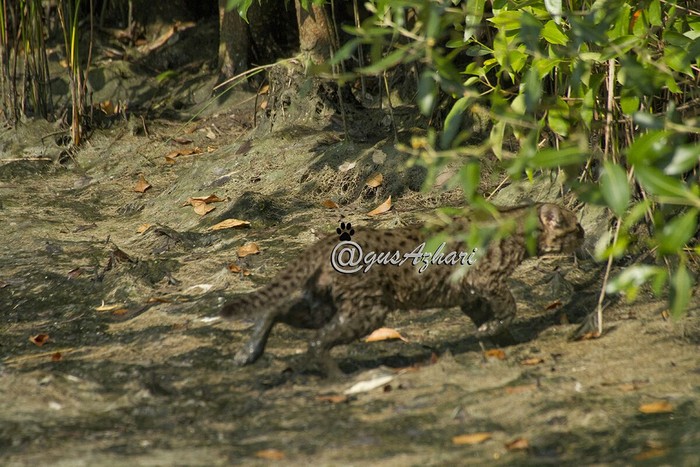 Kucing Bakau di Kawasan Hutan Wisata Mangrove Wonorejo Surabaya