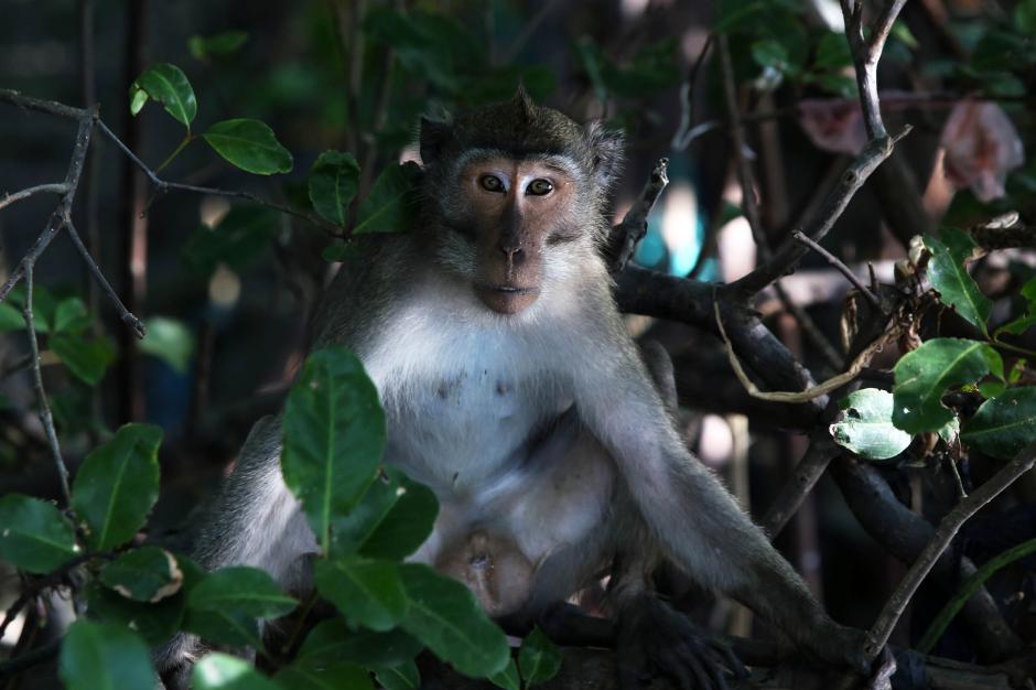 Monyet Ekor Panjang di Kawasan Hutan Wisata Mangrove Wonorejo Surabaya 