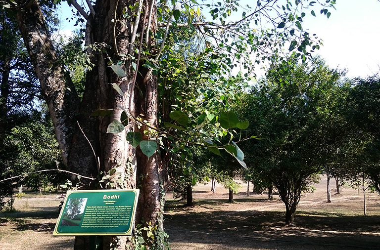 Pohon bodhi memiliki arti khusus bagi umat Buddha. Foto: Nuswantoro