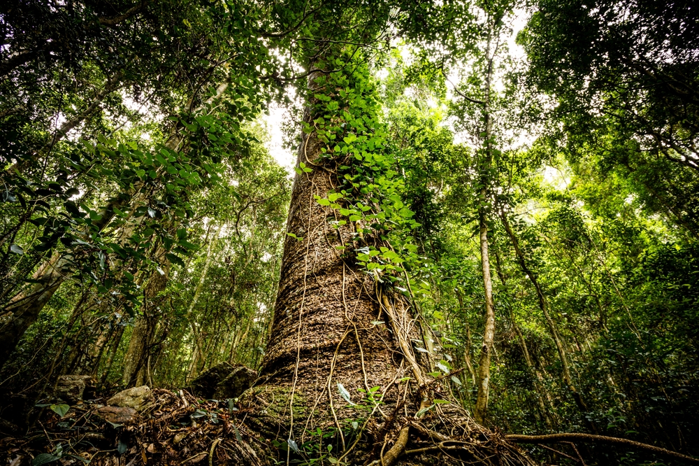Pohon bunya-bunya | Leeroy Todd/Shutterstock