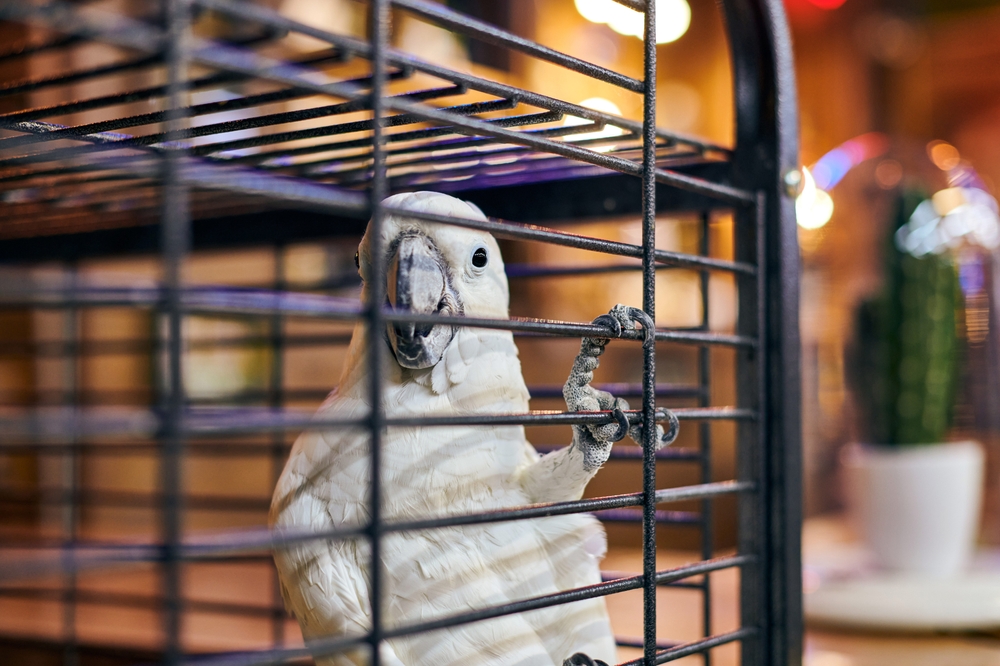 Ilustrasi kehidupan burung yang terganggu | travelarium.ph/Shutterstock
